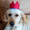 Reusable Leather Crowns x 6